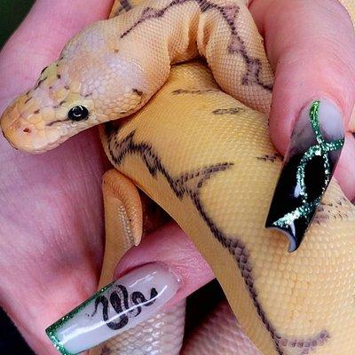 Bumblebee clown ball python