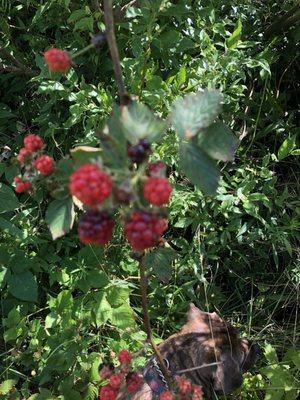 Berries on the hidden path