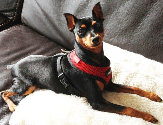 Chico, Miniature Pinscher