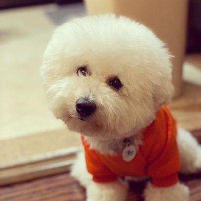 Handsome bichon