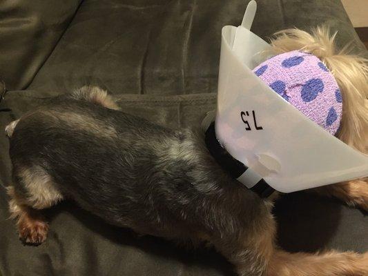 Our Yorkie has an ear infection, poor thing!