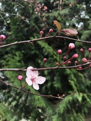 Cherry blossoms