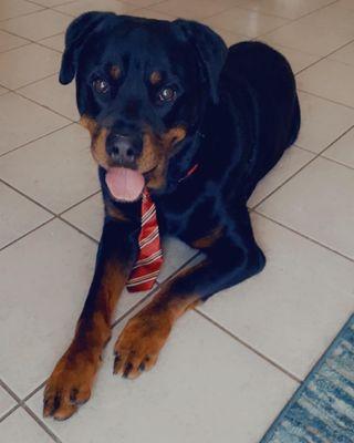 All fresh and clean and looking like a Little gentleman thank you Paws for the tie