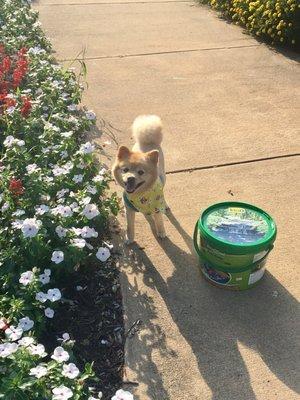 Look at my dogs haircut! Melissa also always gives pups a cute bandana too! Xoxo