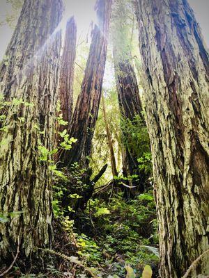 Massage Therapy can bring a sense of calm to your whole being. Like being out in an old growth forest.