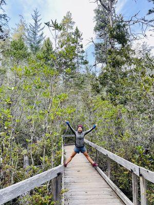 The walking path in the Pygmy forest