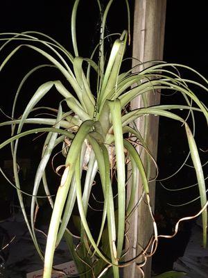 Tillandsias air plants