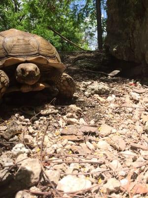 Turtles.  Kids love turtles!