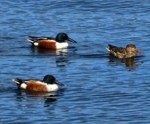 Northern shovelers swimming in the reservoir