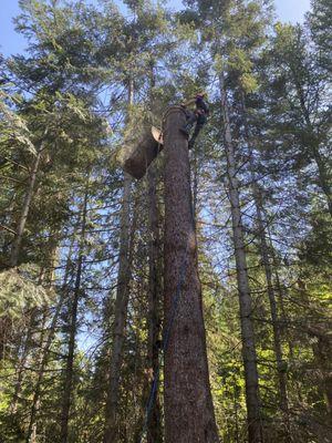 Negative rigging techniques used to remove several large white firs about a septic system