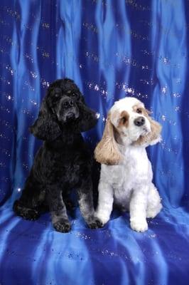 Beautiful Cocker Spaniels.