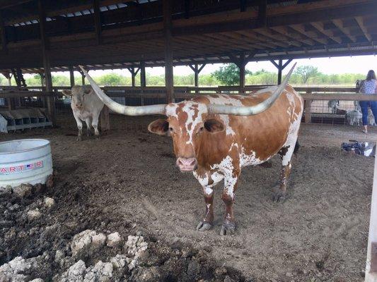 Longhorn from a different angle.