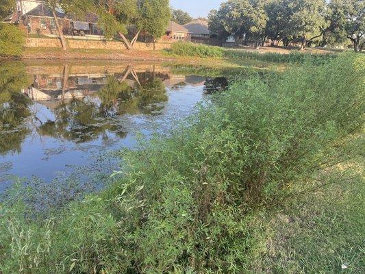 Overgrown vegetation and unkept greens