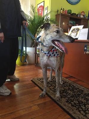 Clean and happy greyhound after a treatment at Dirty Tails!