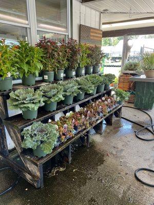 Some plants at the entrance