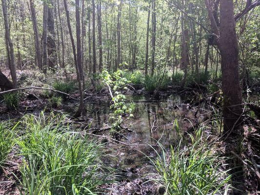 Wetland near Lake Wylie