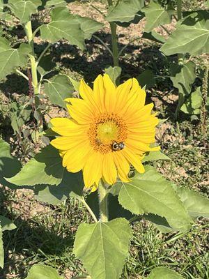 More sunflowers