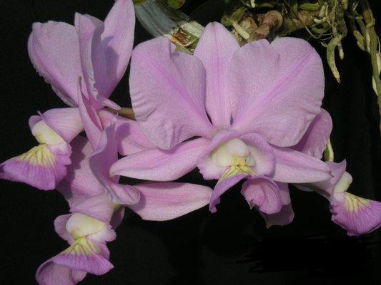 Cattleya nobilior 'Michael' AM/AOS