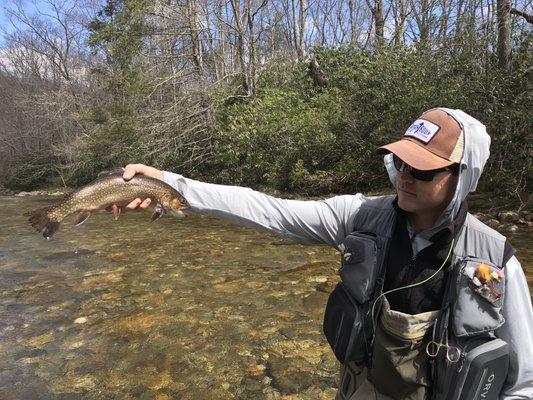 Brook Trout