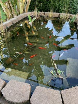 Outdoor fish pond.