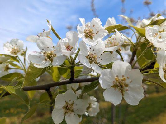 Tree blossoms