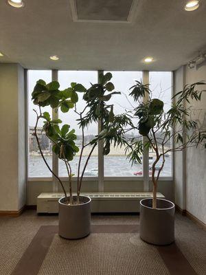 Lobby plants