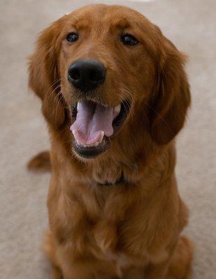 Lucy after her grooming appointment