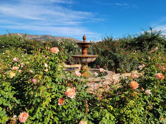 Splashing fountain amidst glorious rosebushes.