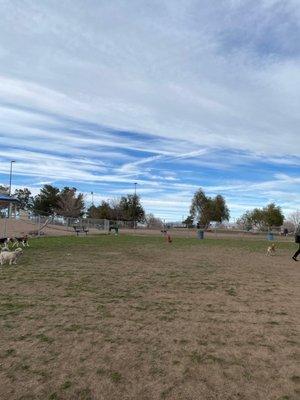 spacious area for dogs to run