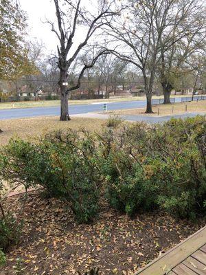 View from Main porch looking toward Vine Ave.