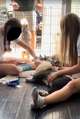 Volunteers on their phones ignoring dogs in distressed heat. Look at the water bowl. No water.