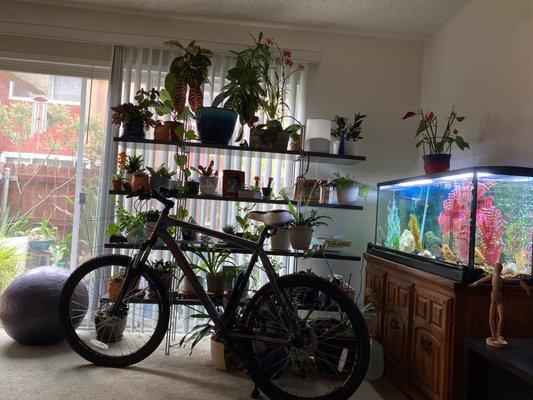 Bike and plants