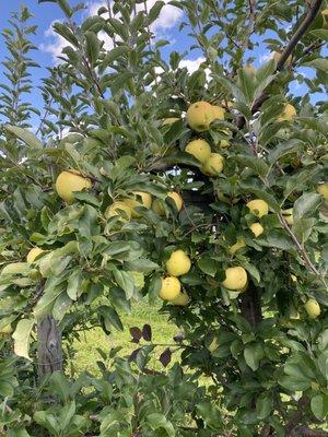 Blondies apples. This to me are the sweetest.