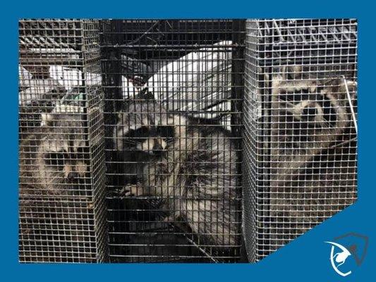 Omaha Raccoon Removal