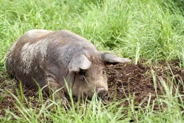 Pasture raised pork.