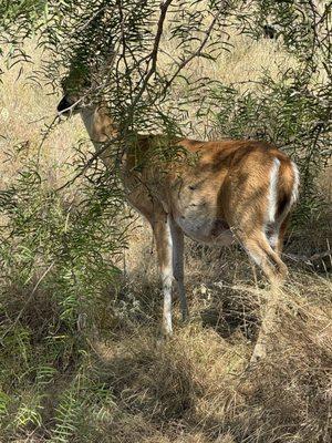 One of many deer we saw