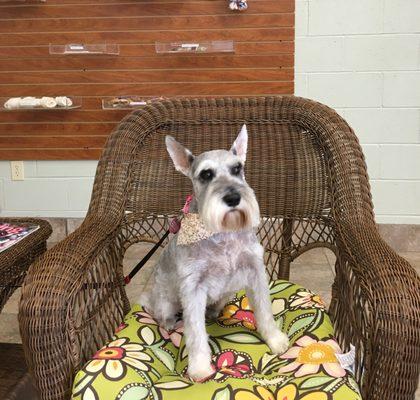 Clementine relaxing after her spa day with expert groomer Laurie Schultz