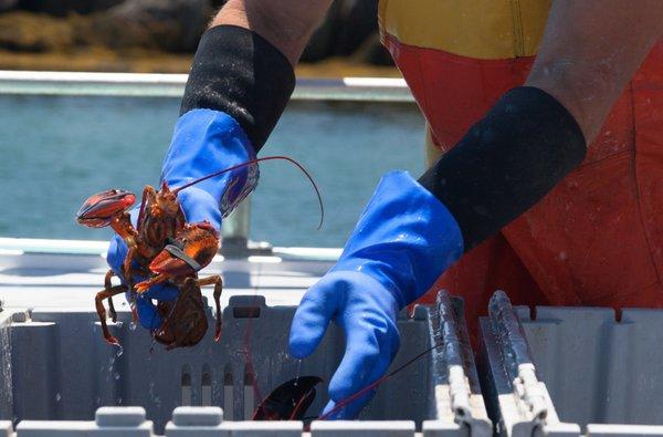 All of Greenhead Lobster's lobsters are hand graded with care, right off the boat.