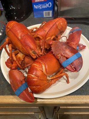 Luke's lobster at home!