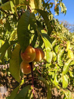 Baby peaches