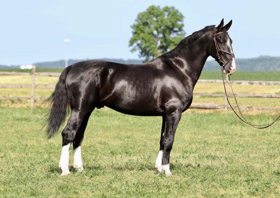 Dutch Harness Horse