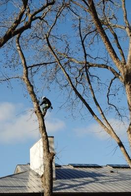 tree walking