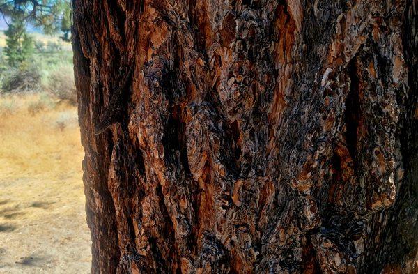 If you smell the bark of a pine tree and it carries the scent of butterscotch, it's likely a Jeffrey Pine.