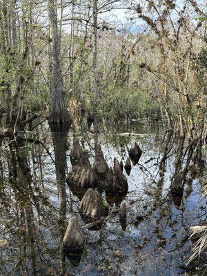 Cypress knees