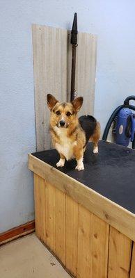 Manchee waiting for his treat after getting his bath