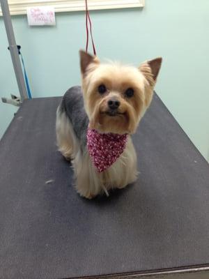 Pretty little yorkie with a taper cut.