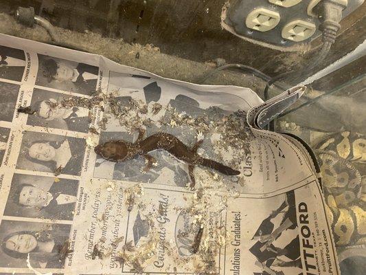 Emaciated sick gecko. If you visit call animal control and tell them the conditions you witnessed. Let's shut her down!