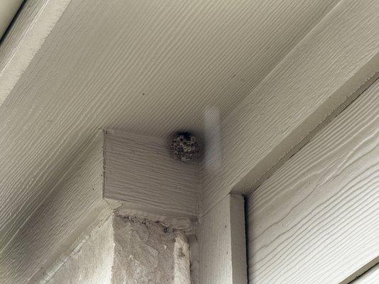 Missed wasps nest, clearly visible