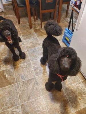 My 2 lovely poodles got thier full bath/blowout/nails done absoulty perrrrrrrfect. Im very happy with thier talented crew of groomers.