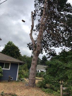 Multistem pine tree house.